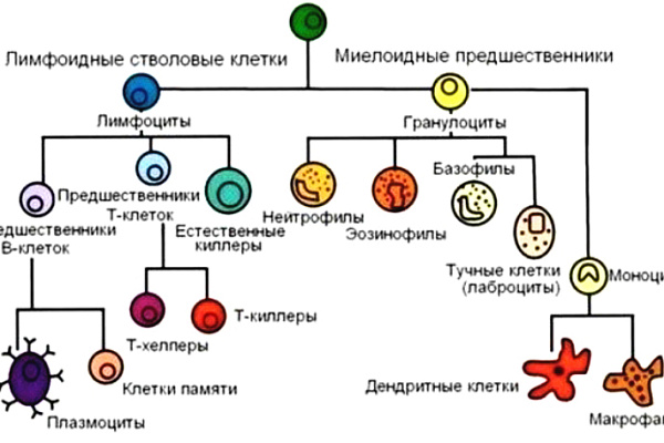 8-14 июля – Неделя сохранения иммунной системы